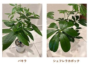 涌田観葉植物.jpg